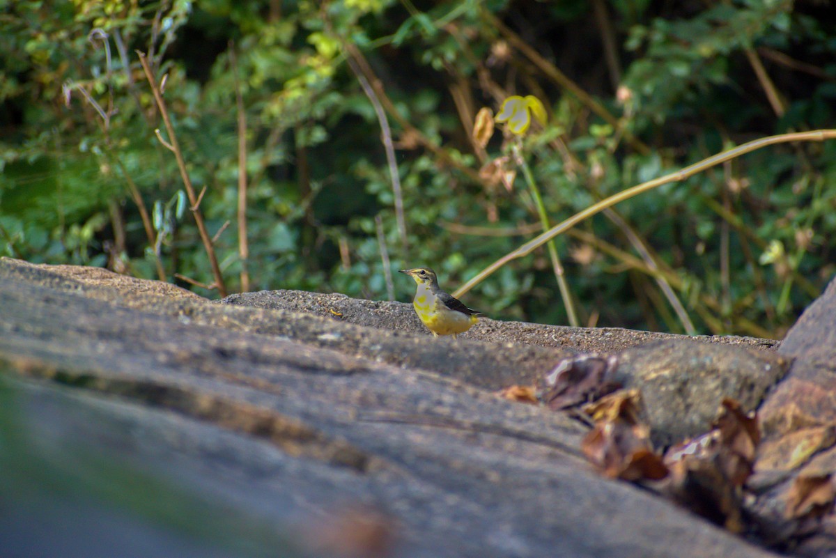 Gray Wagtail - ML628469364