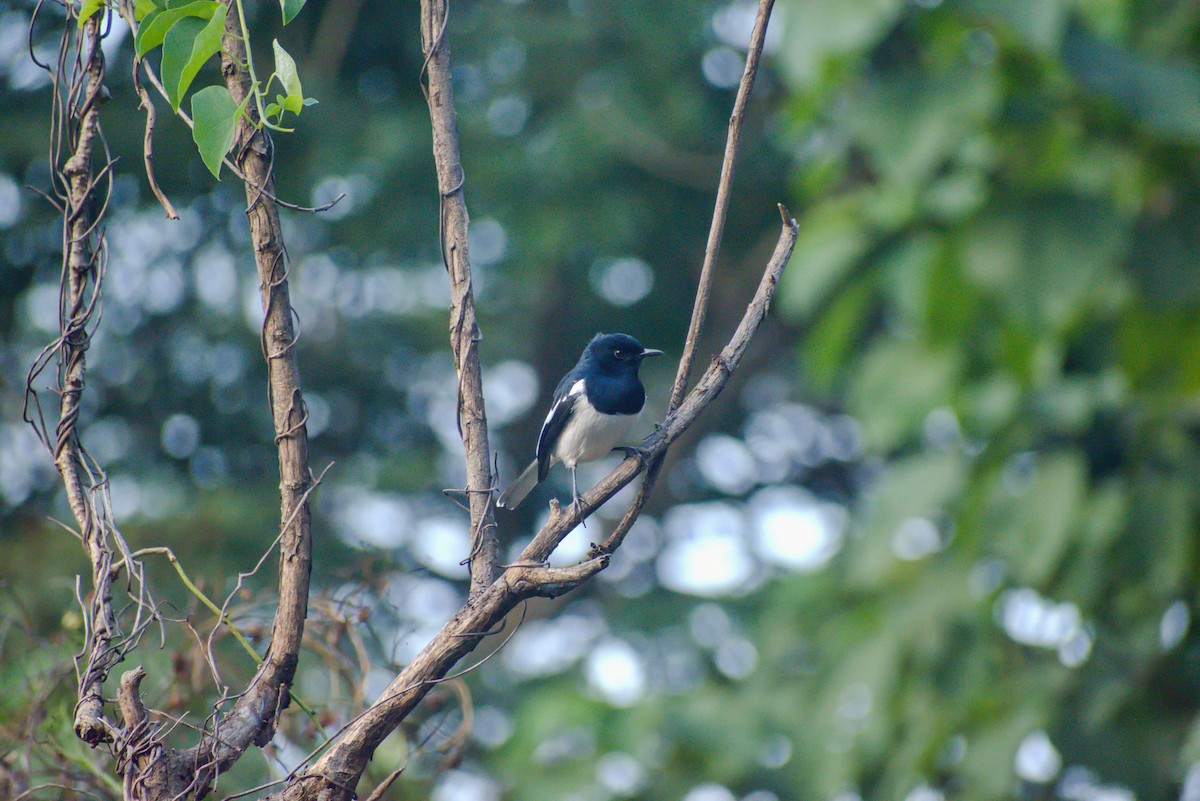 Oriental Magpie-Robin - ML628469376