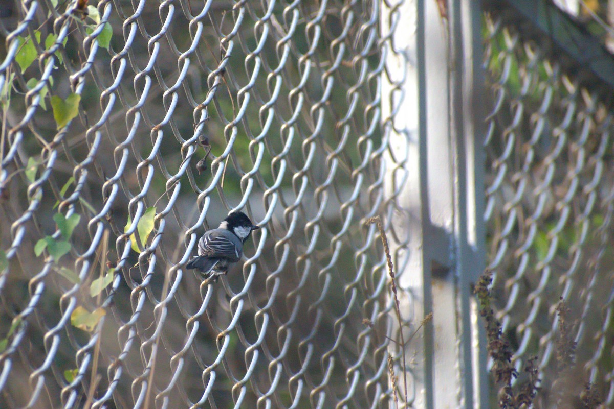 Asian Tit - ML628469386