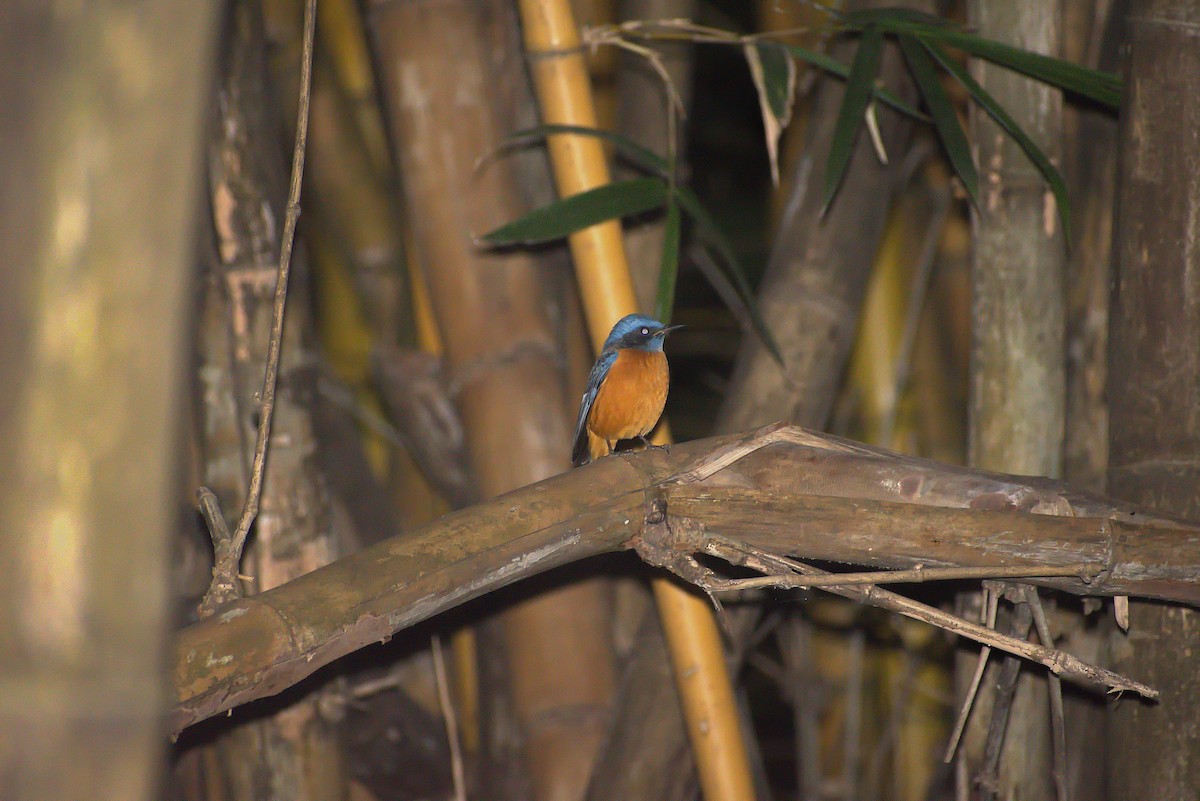 Blue-capped Rock-Thrush - ML628469424