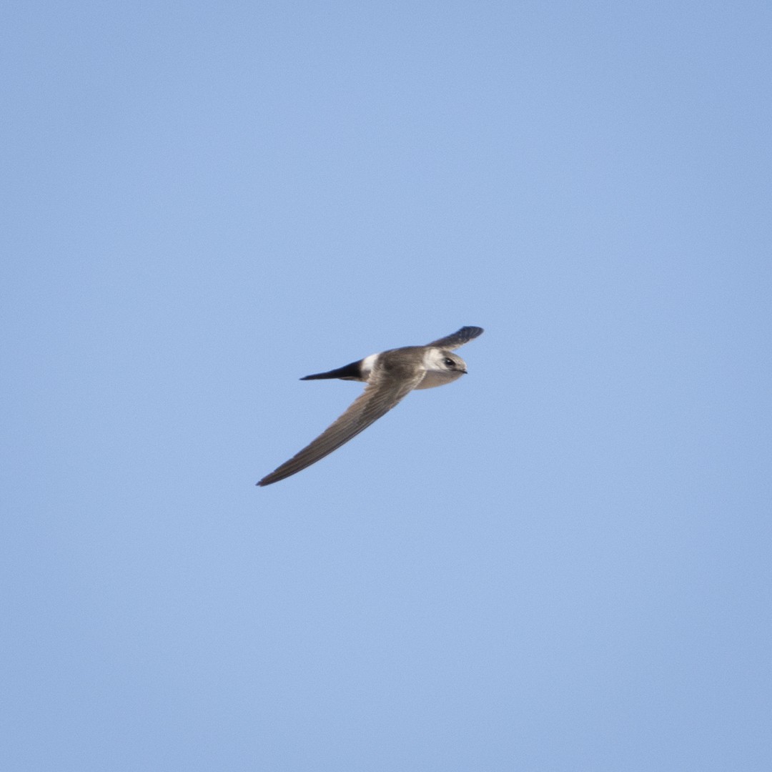 Andean Swift - ML628469571