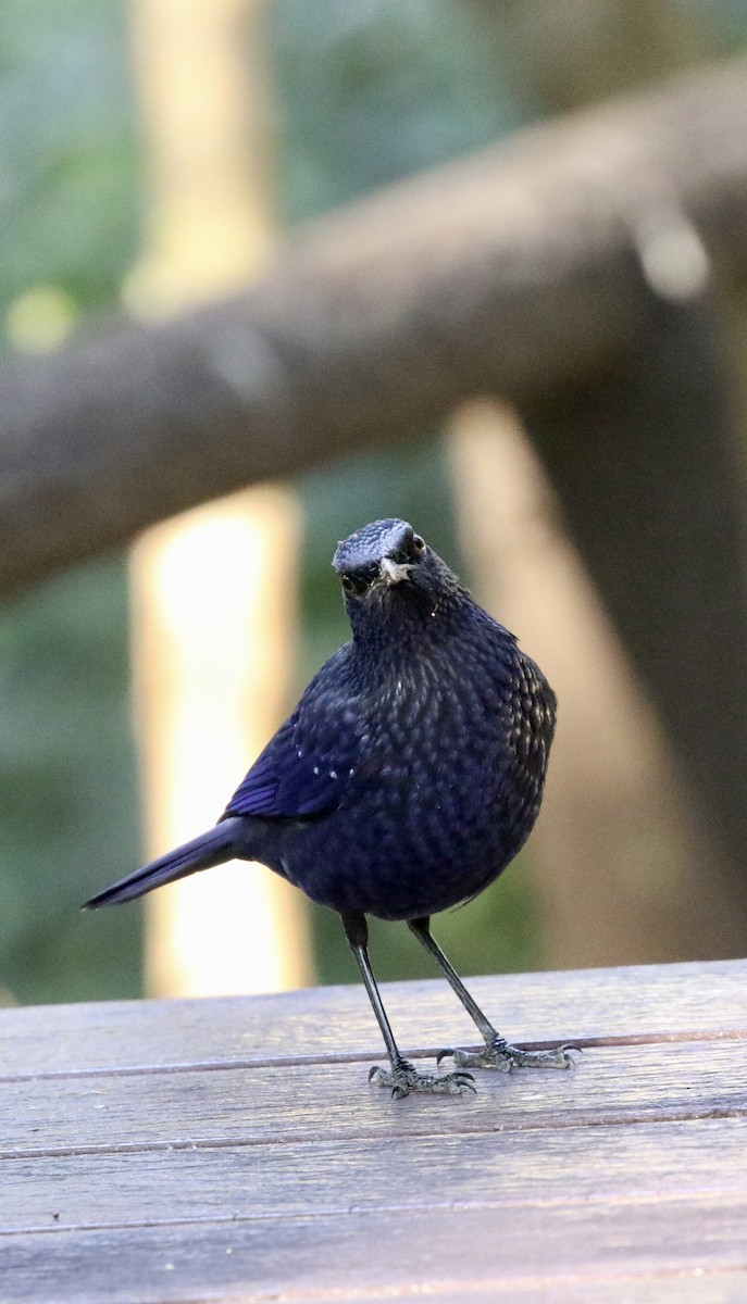 Blue Whistling-Thrush (Black-billed) - ML628469706