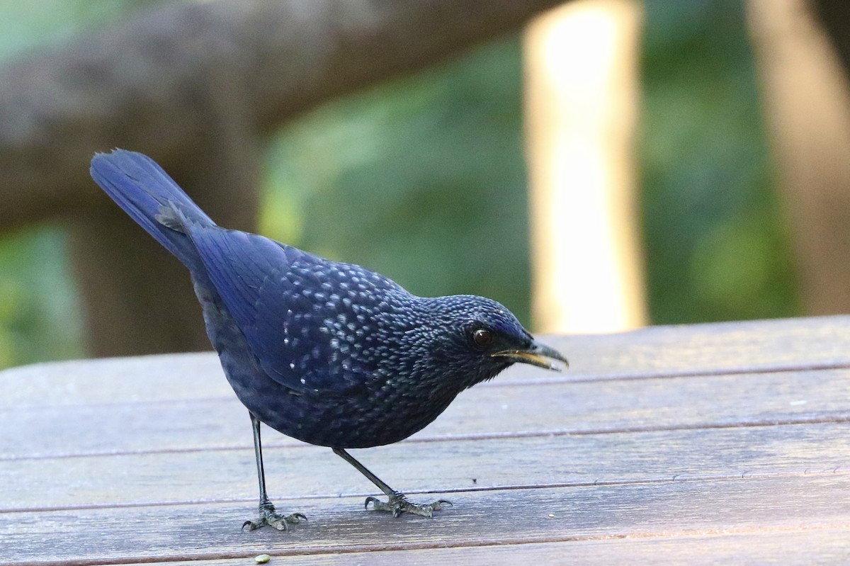 Blue Whistling-Thrush (Black-billed) - ML628469709