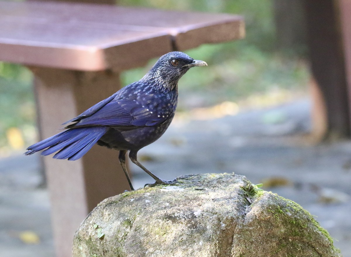 Blue Whistling-Thrush (Black-billed) - ML628469710