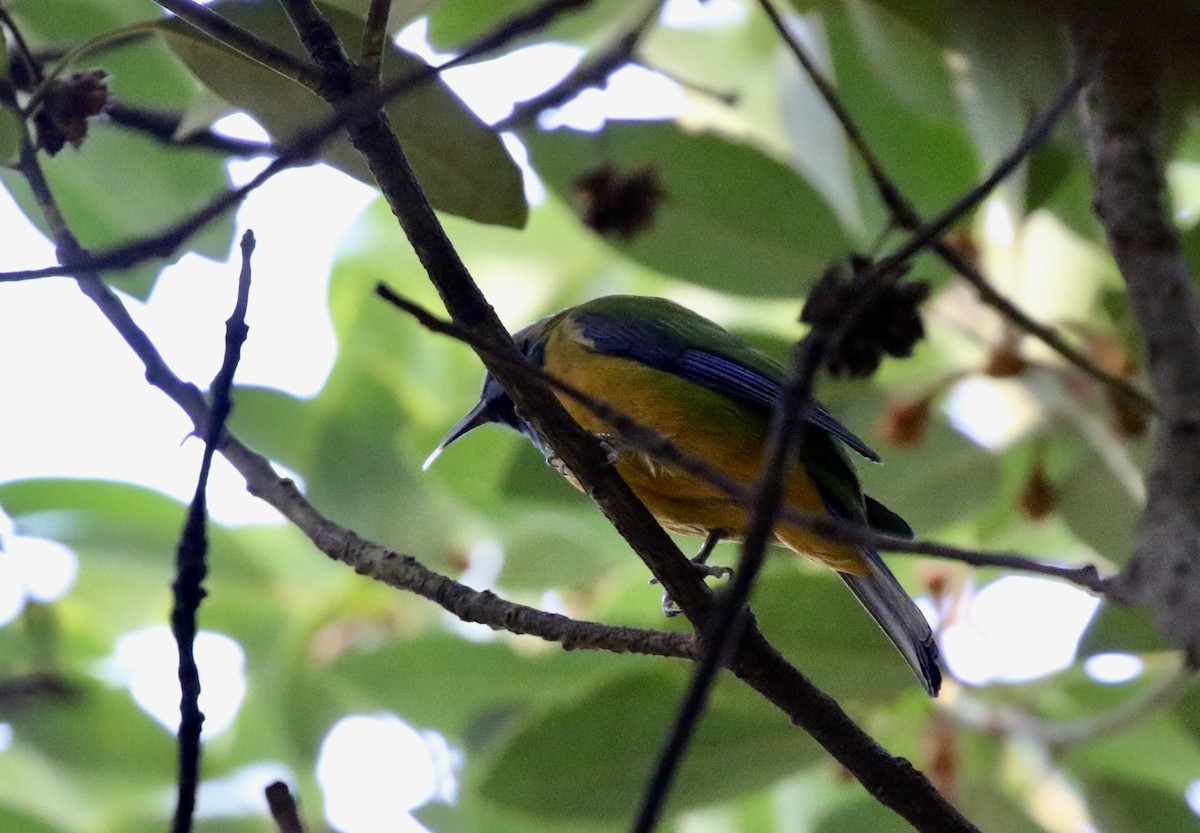 Orange-bellied Leafbird - ML628469744