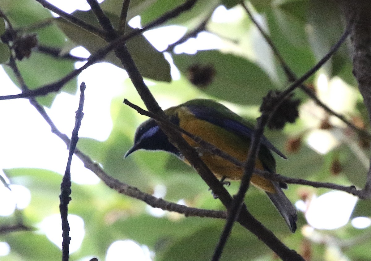 Orange-bellied Leafbird - ML628469745