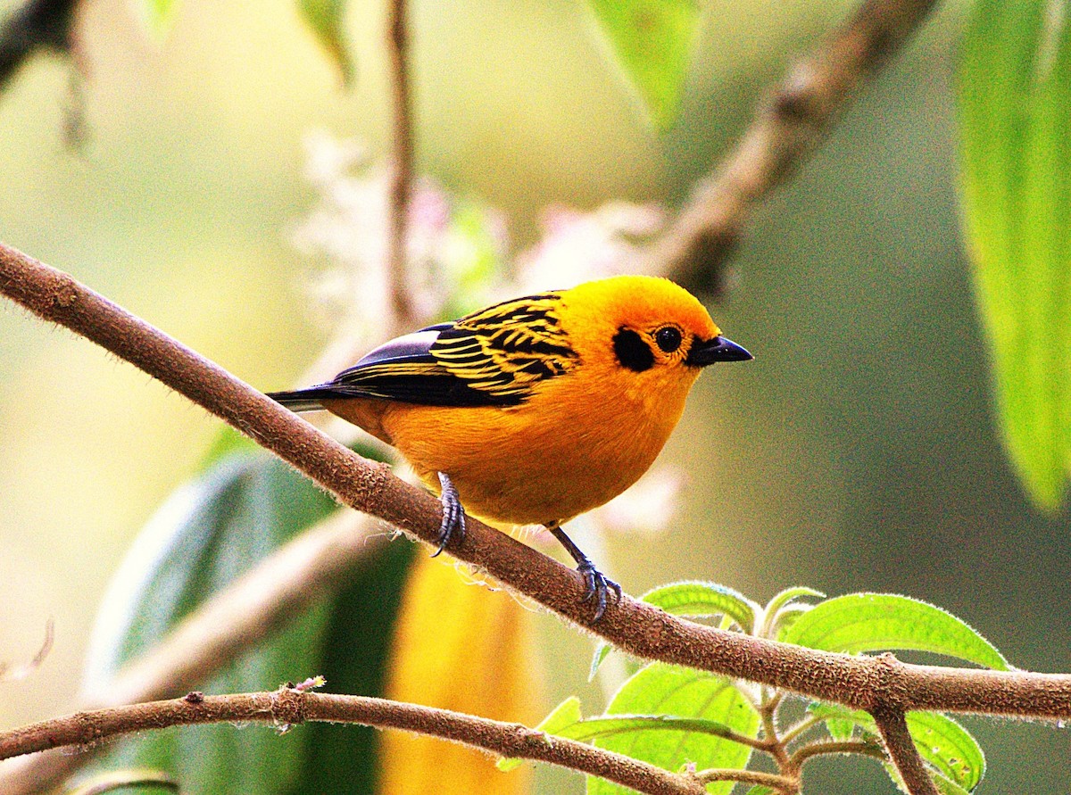 Golden Tanager - ML628469986