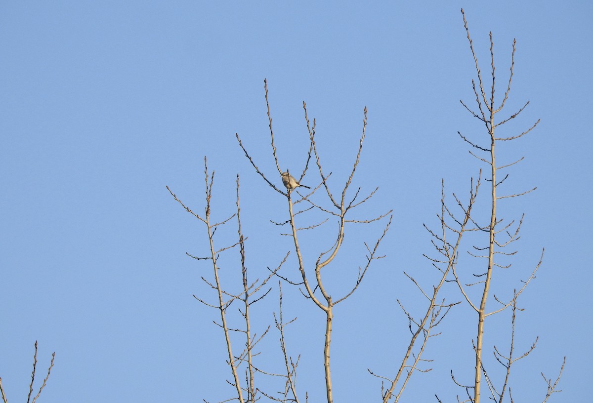 Northern Shrike - ML628470028