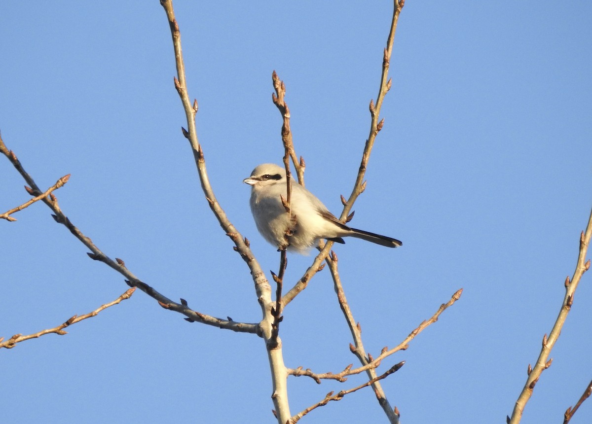 Northern Shrike - ML628470029