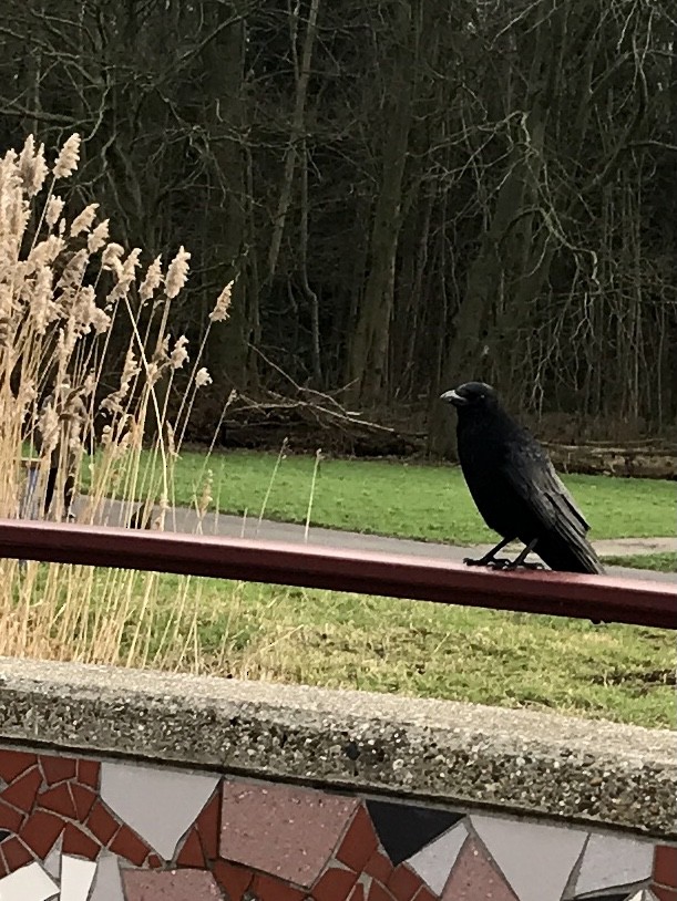 Carrion Crow - ML628470308