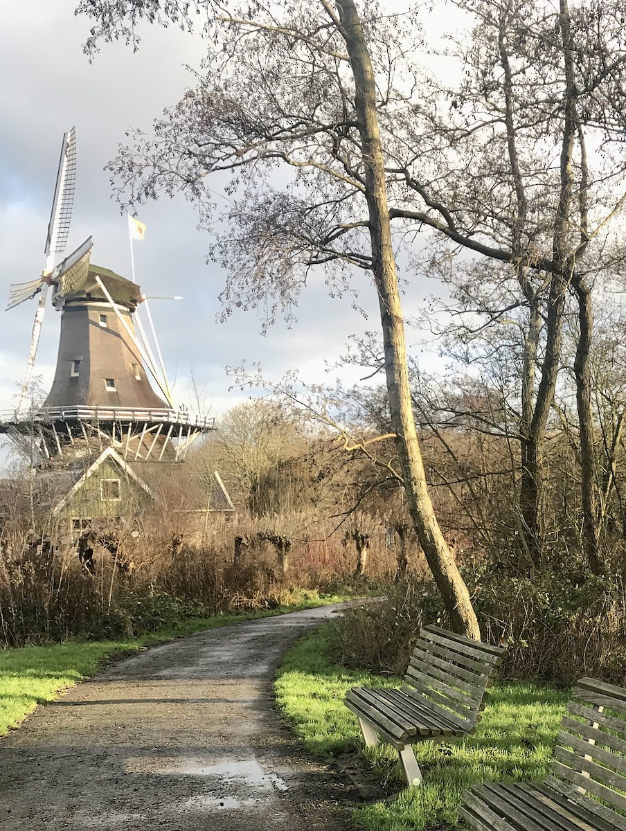 European Robin - ML628470317