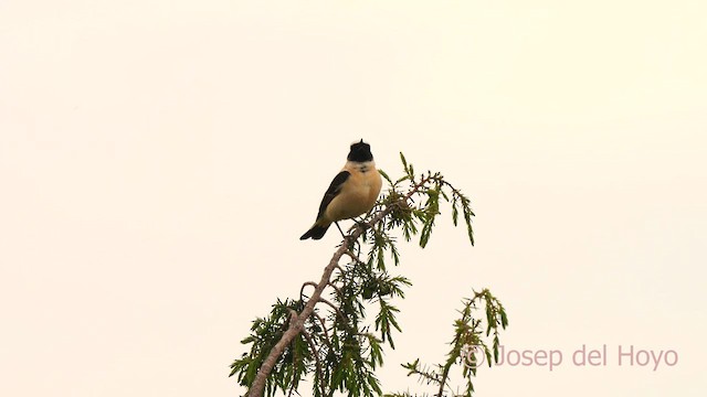 Western Black-eared Wheatear - ML628470418