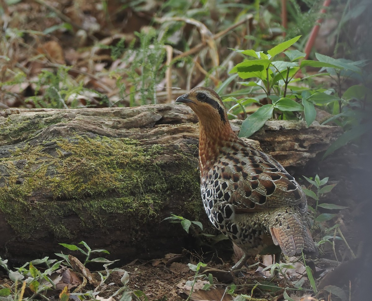 Mountain Bamboo-Partridge - ML628470421