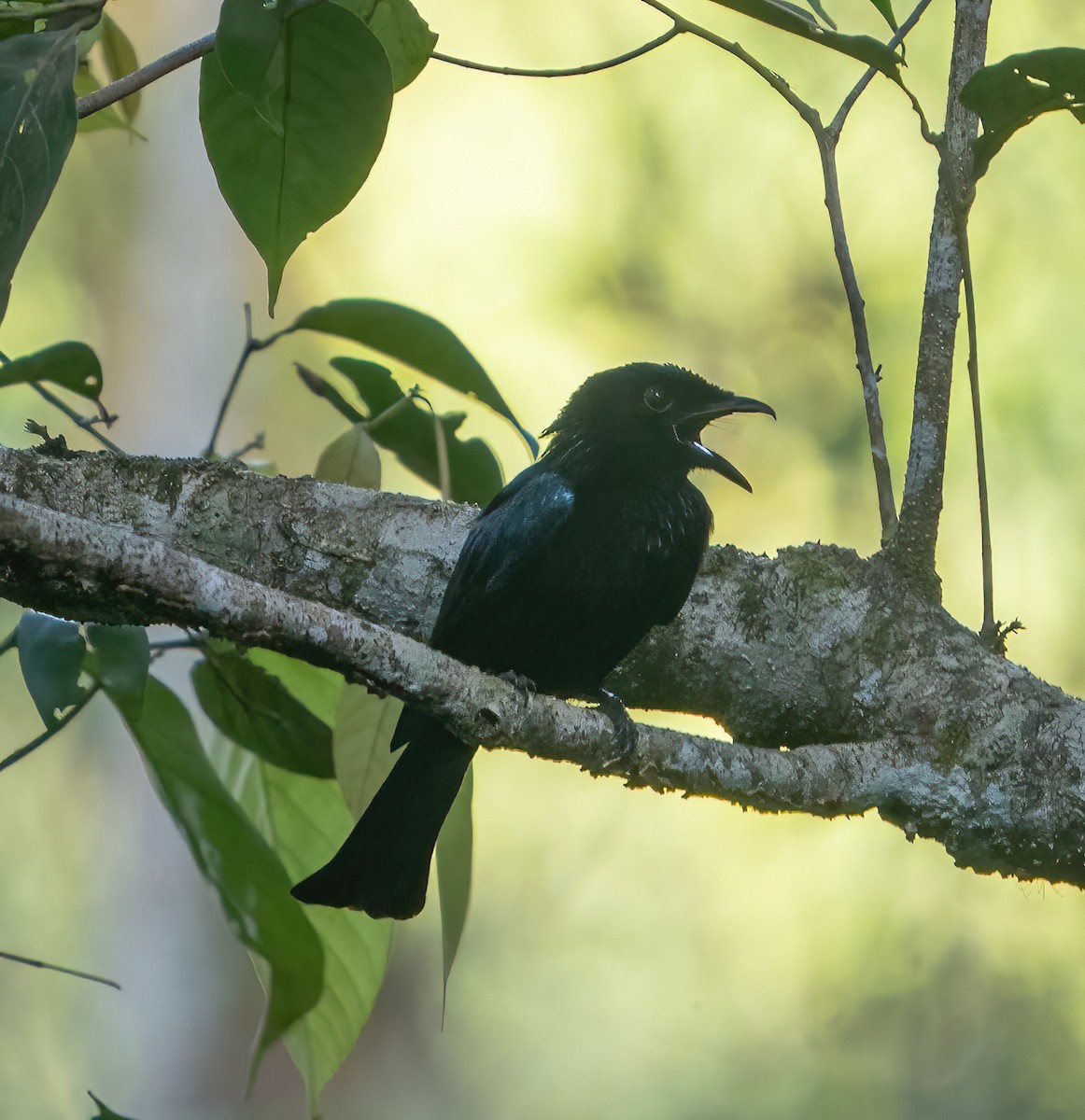 Short-tailed Drongo - ML628470456