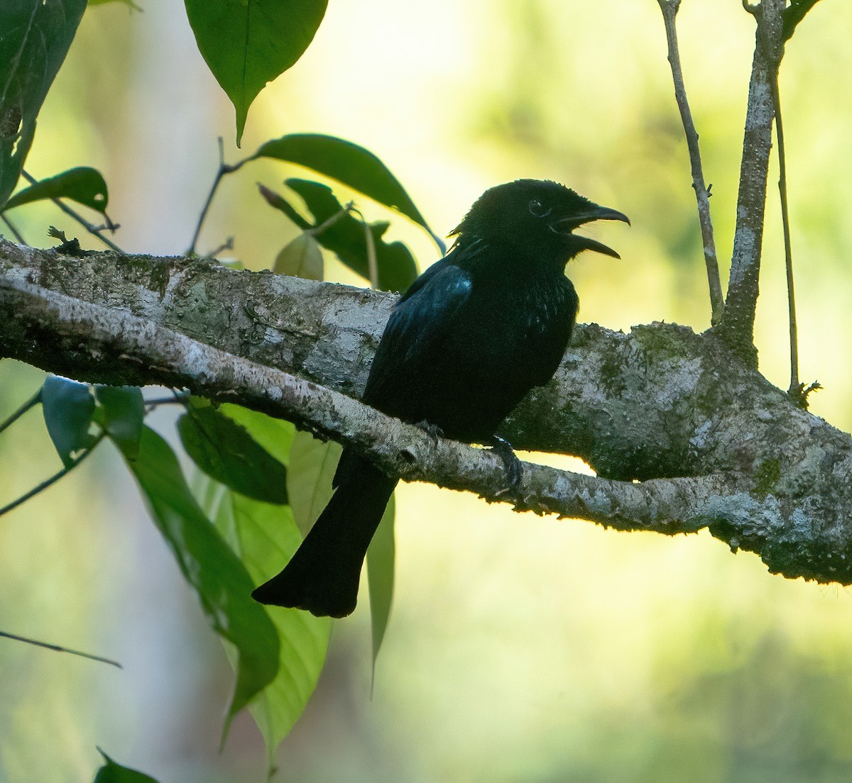 Short-tailed Drongo - ML628470458