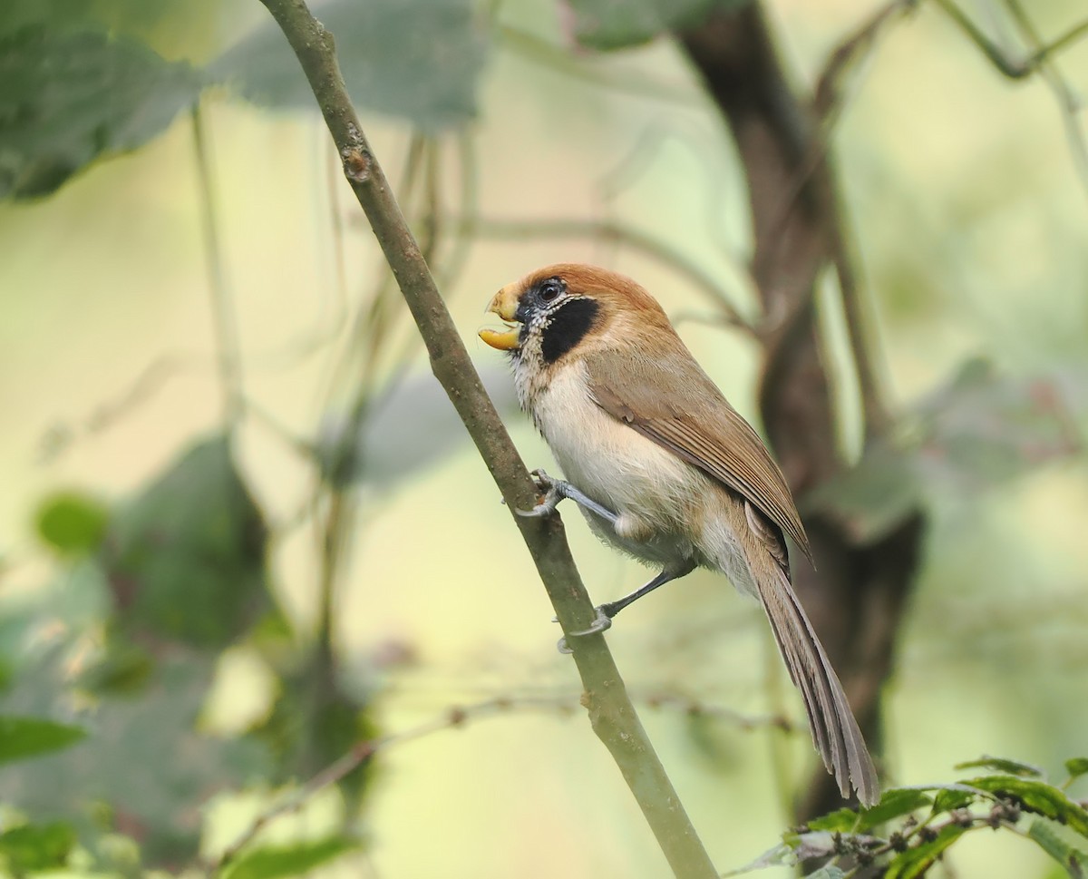 Spot-breasted Parrotbill - ML628470536