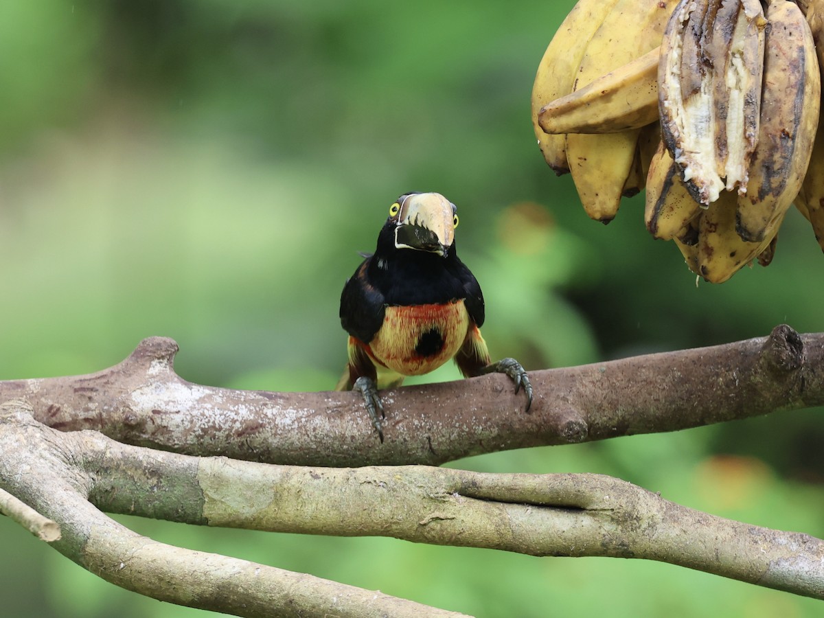 Kuşaklı/Soluk Gagalı Arasari - ML628470599