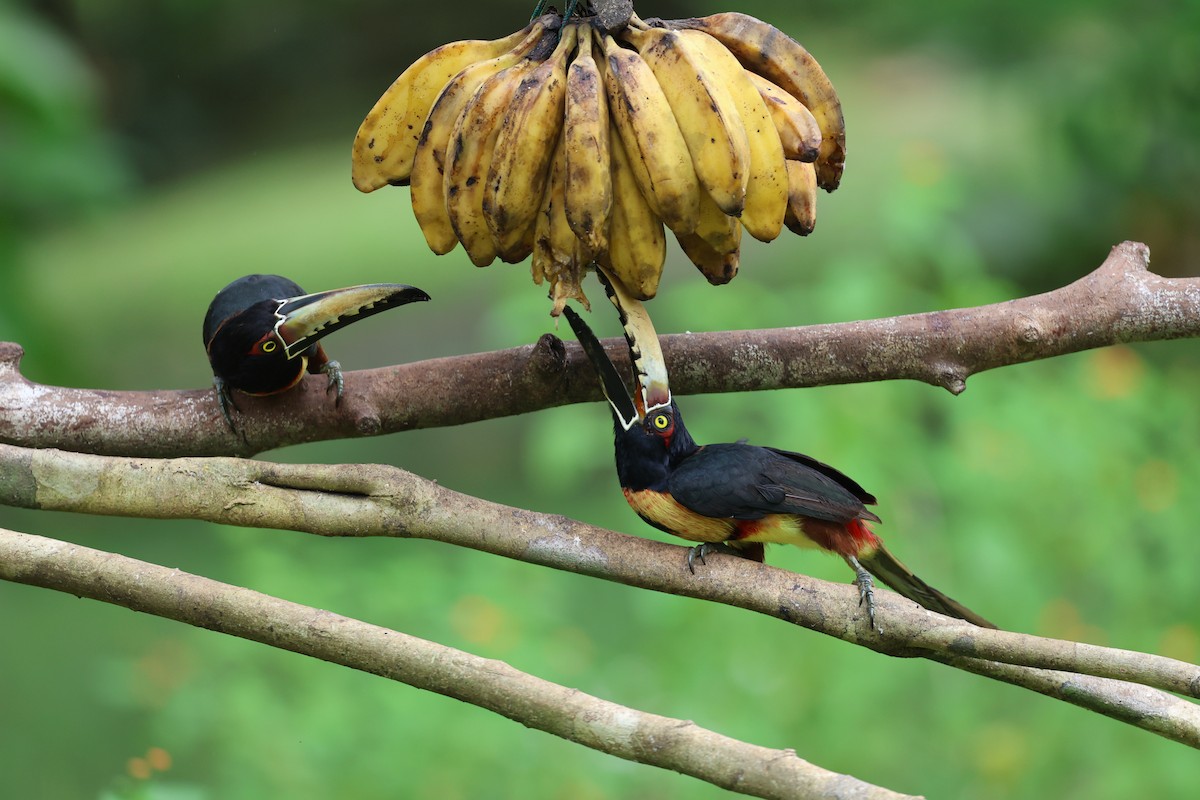 Kuşaklı/Soluk Gagalı Arasari - ML628470603