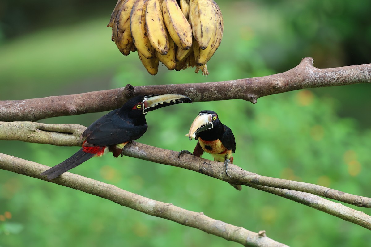 Kuşaklı/Soluk Gagalı Arasari - ML628470604