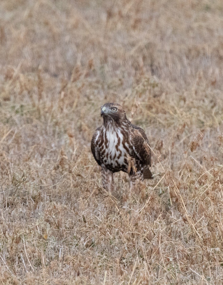 Red-tailed Hawk - ML628470607