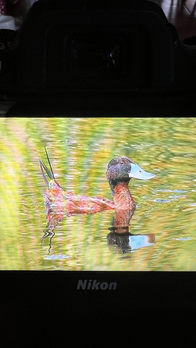 Andean Duck - ML628470652