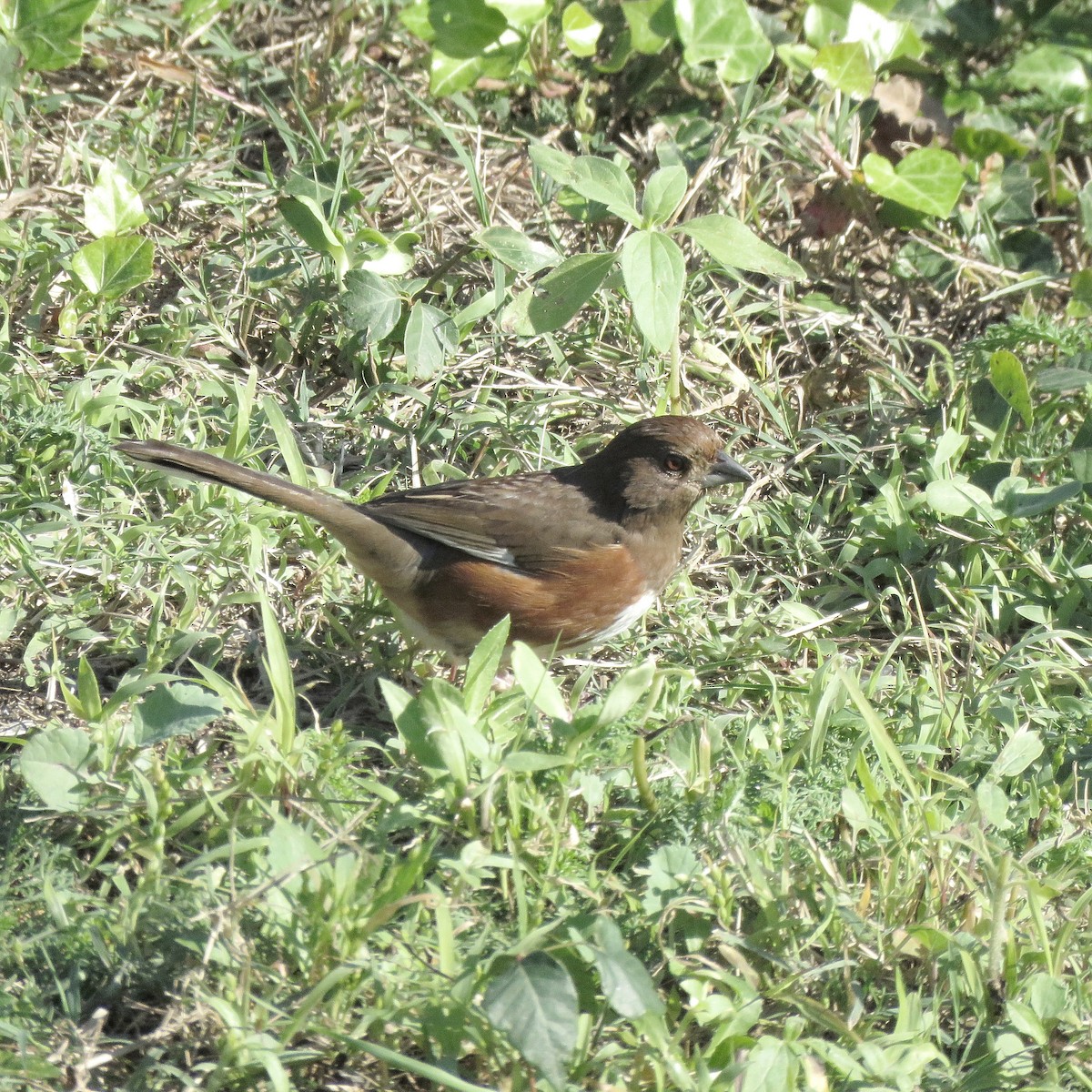 Eastern Towhee - ML628470657