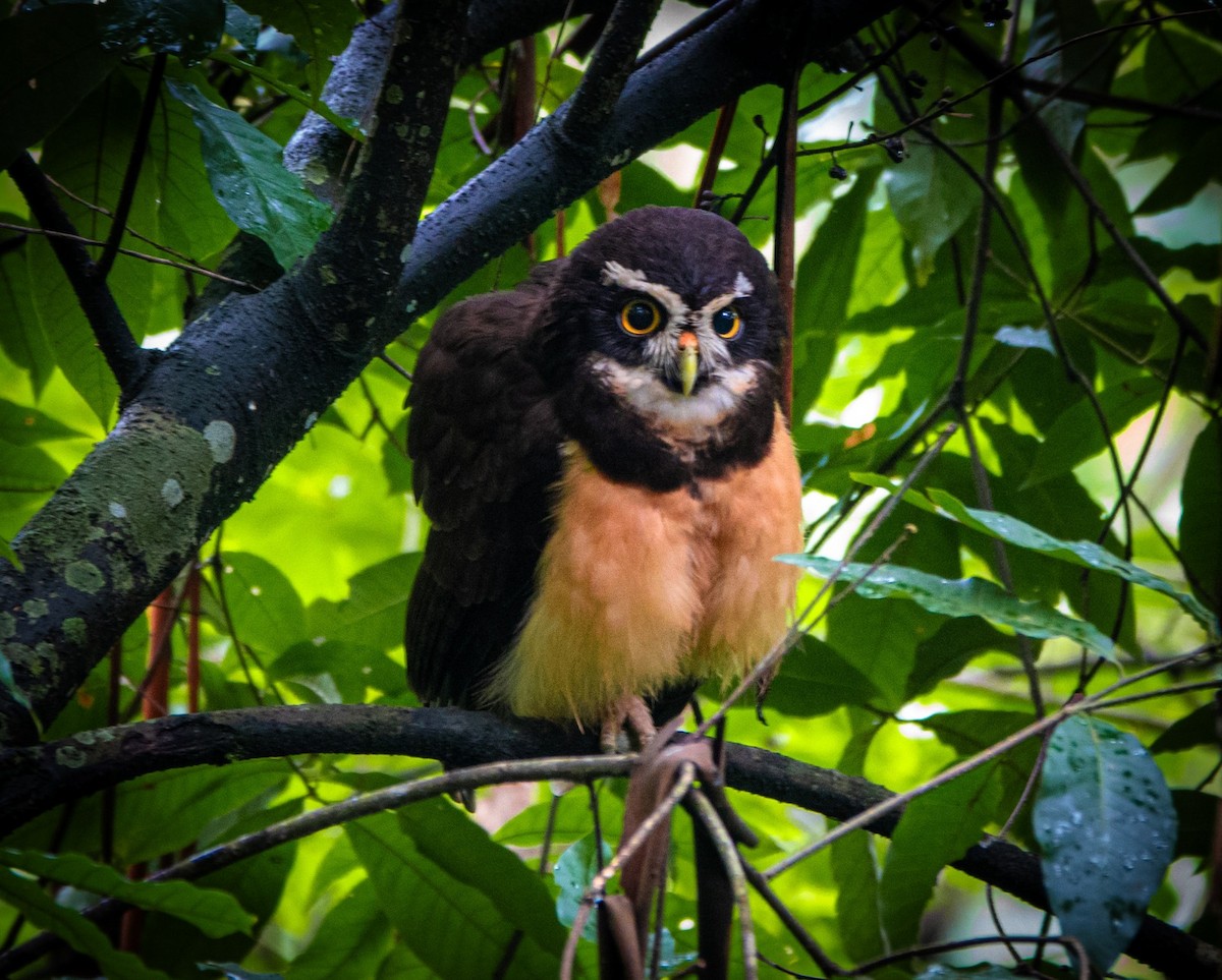 Spectacled Owl - ML628470745