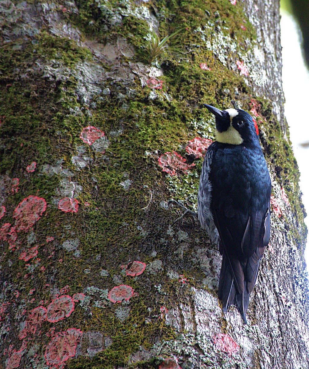 Acorn Woodpecker - ML628470778