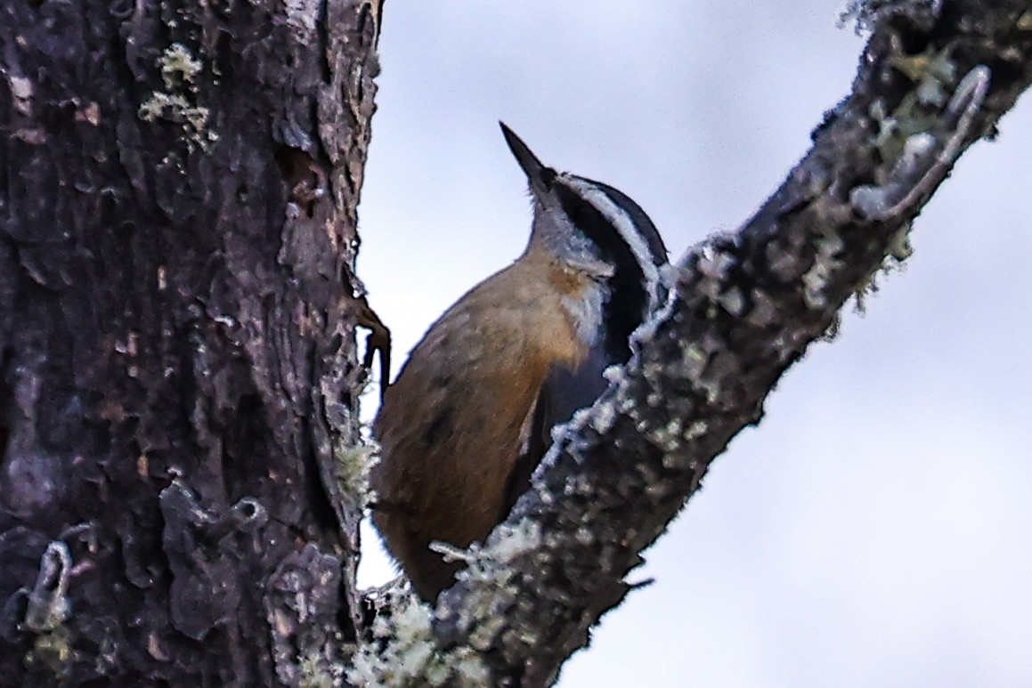 Red-breasted Nuthatch - ML628470884