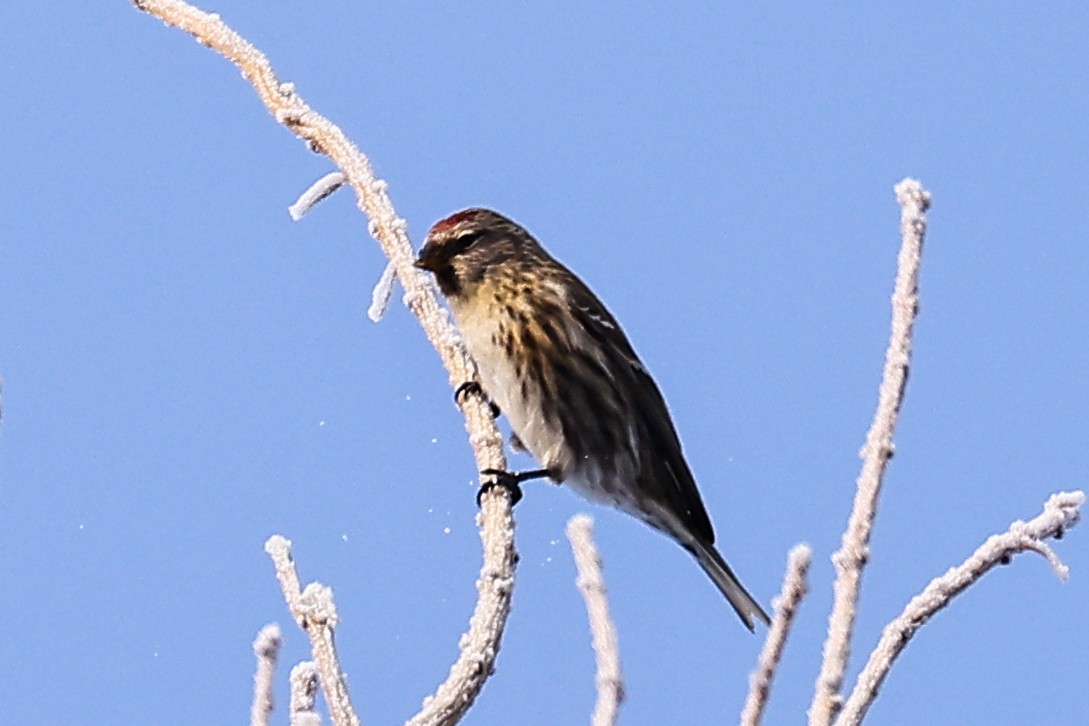 Redpoll - ML628470887
