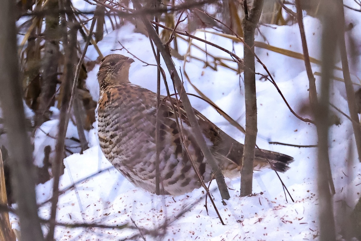 Ruffed Grouse - ML628470906