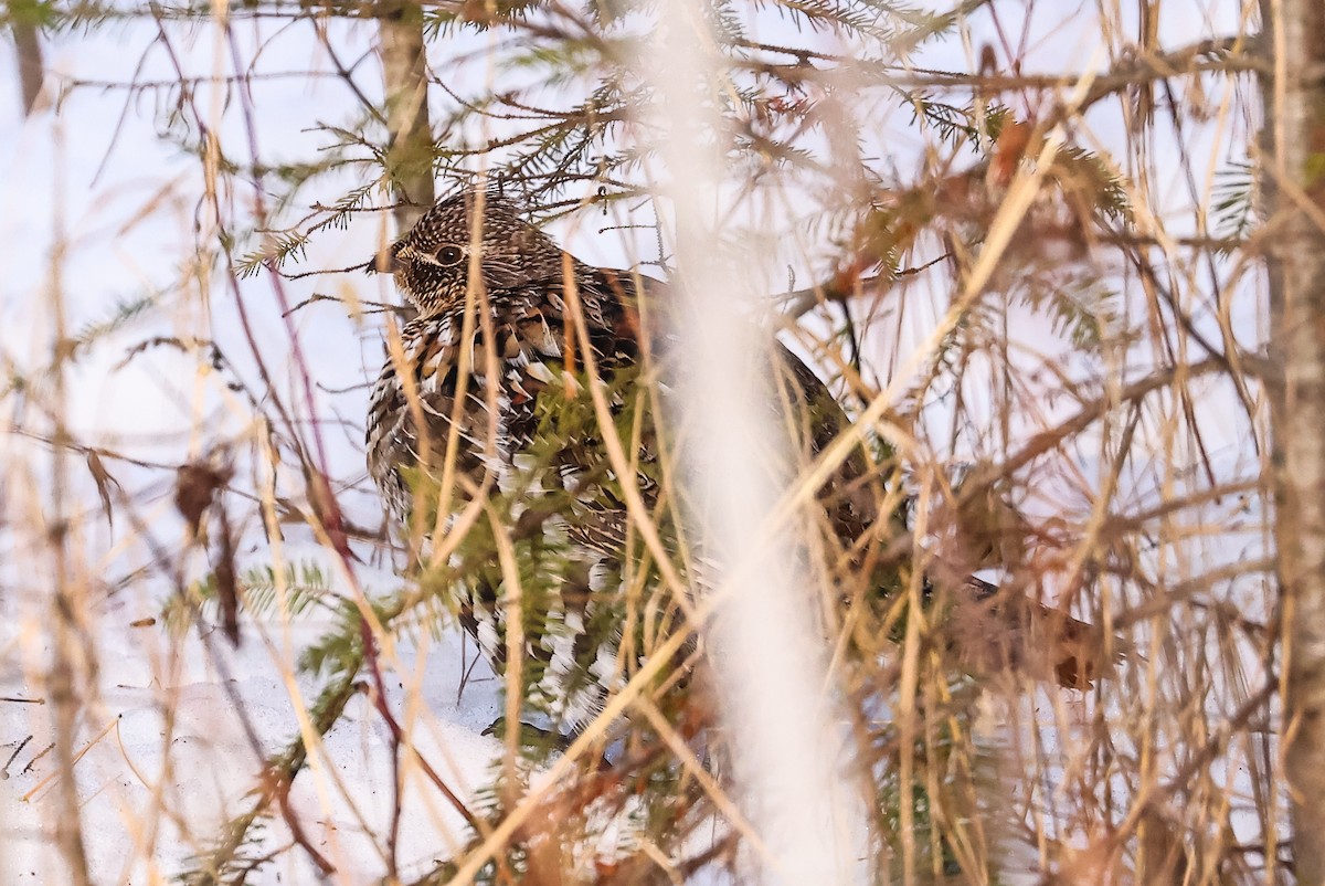 Ruffed Grouse - ML628470907