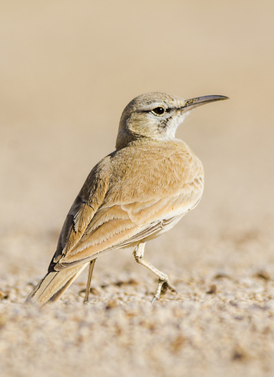 Greater Hoopoe-Lark - ML628471219
