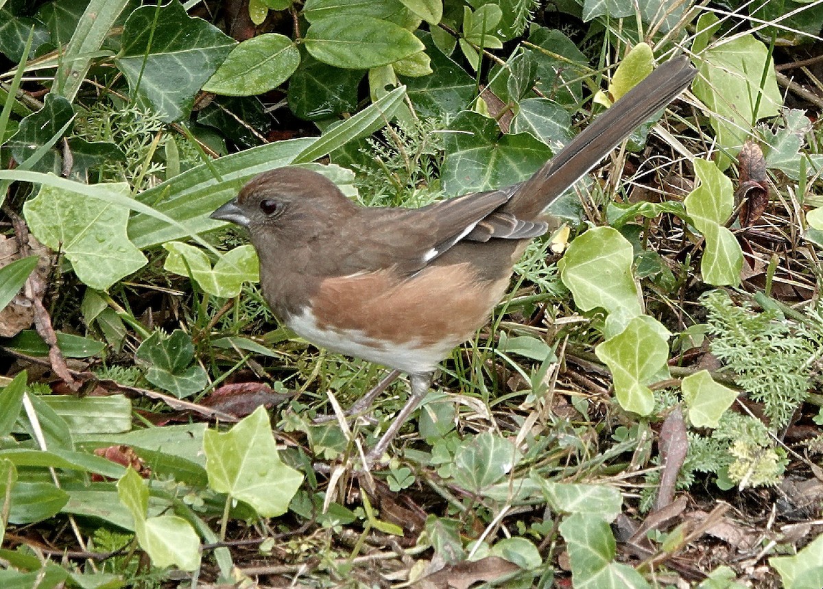 Eastern Towhee - ML628471267