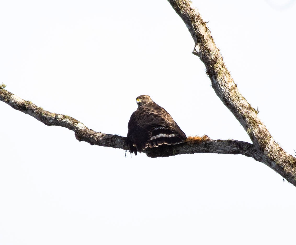 Broad-winged Hawk - ML628471560