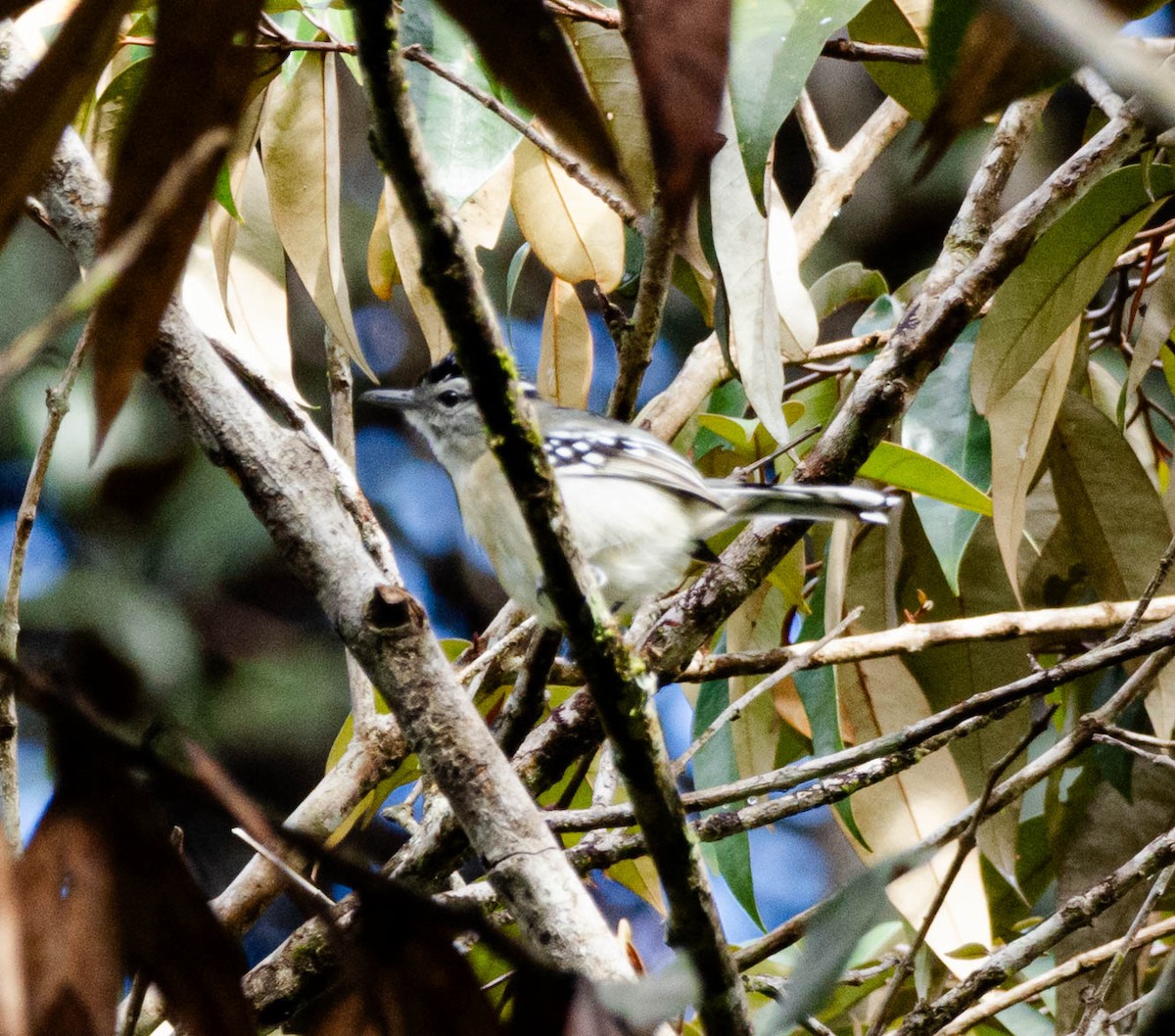 Roraiman Antwren - ML628471572