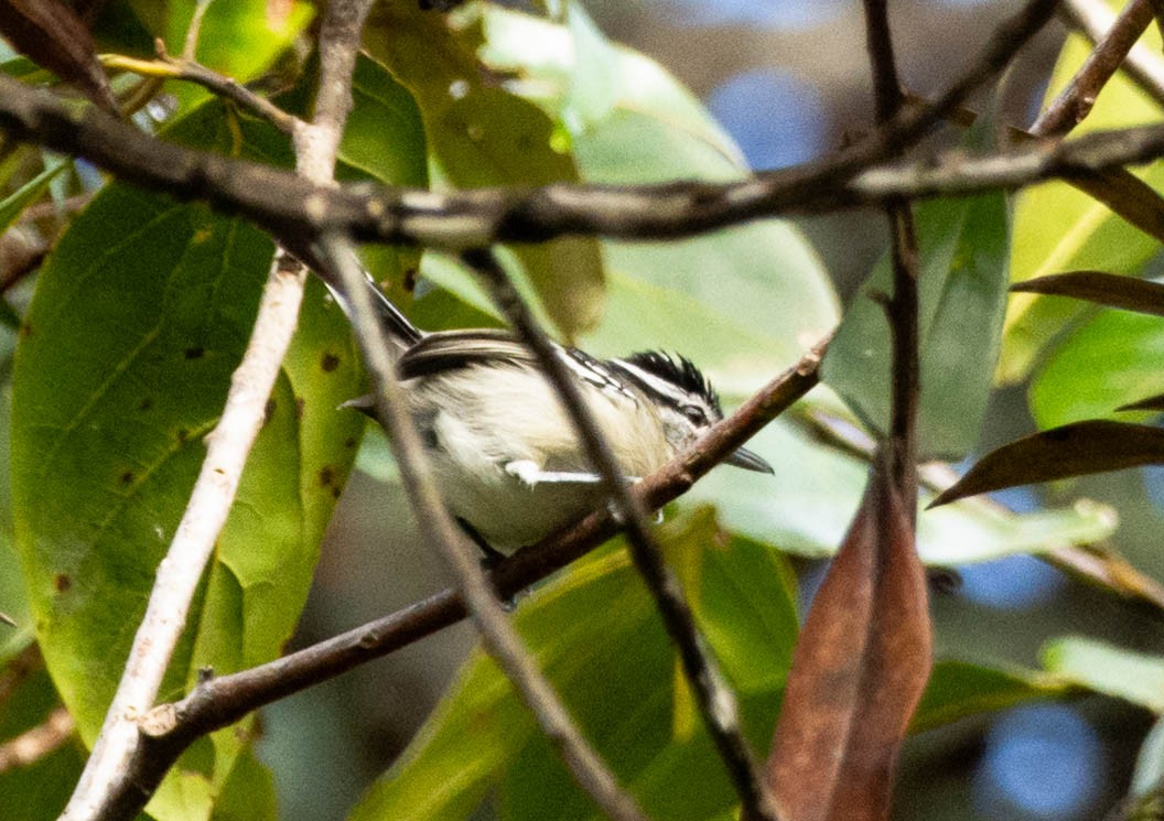 Roraiman Antwren - ML628471579