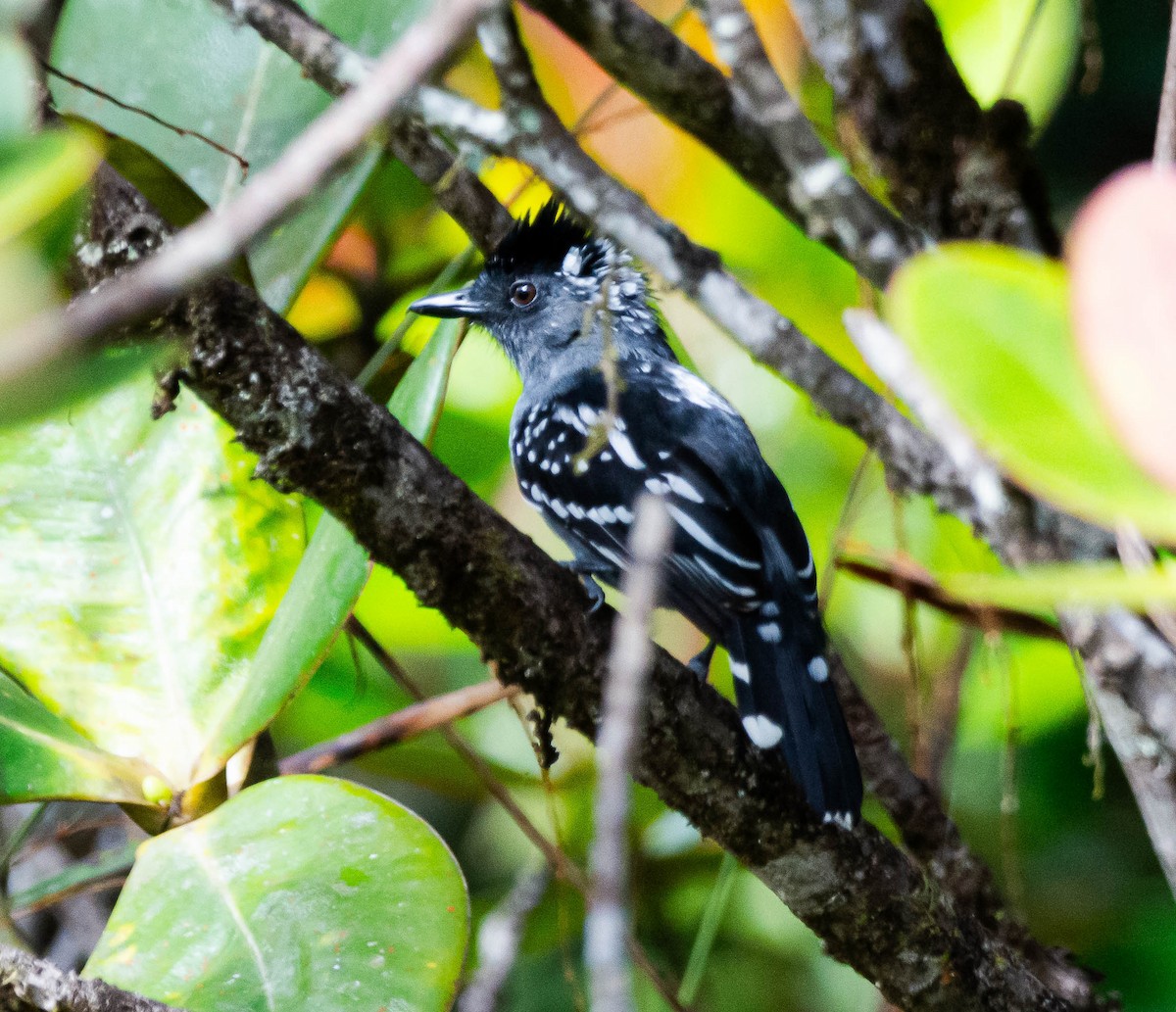 Streak-backed Antshrike - ML628471787