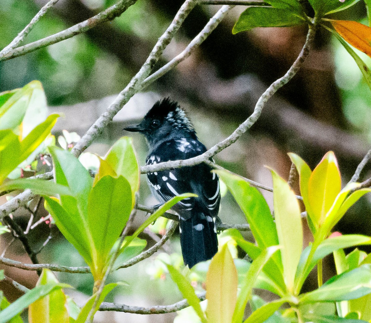 Streak-backed Antshrike - ML628471788