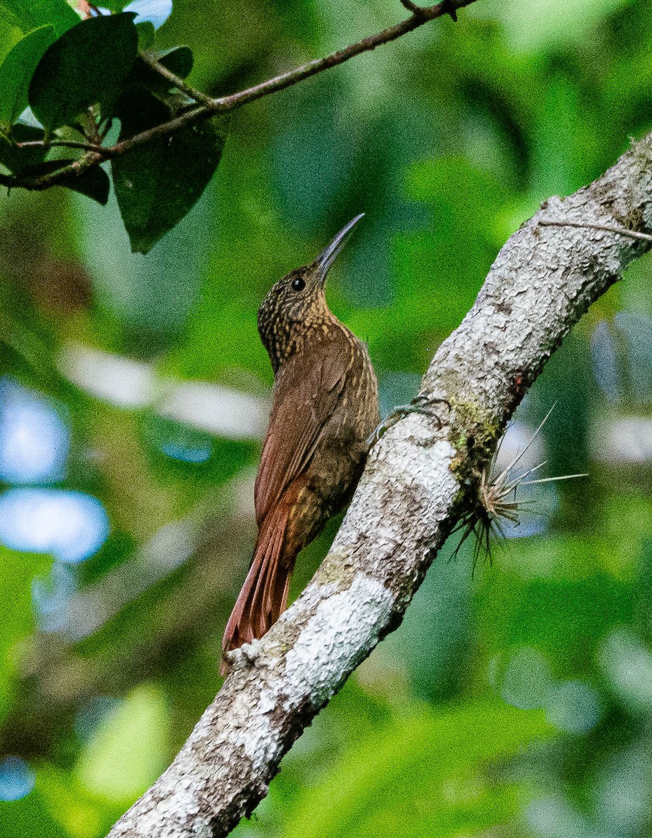 Buff-throated Woodcreeper (Buff-throated) - ML628471805