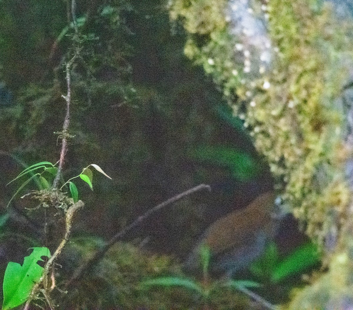 Tororoí Flautista - ML628471879