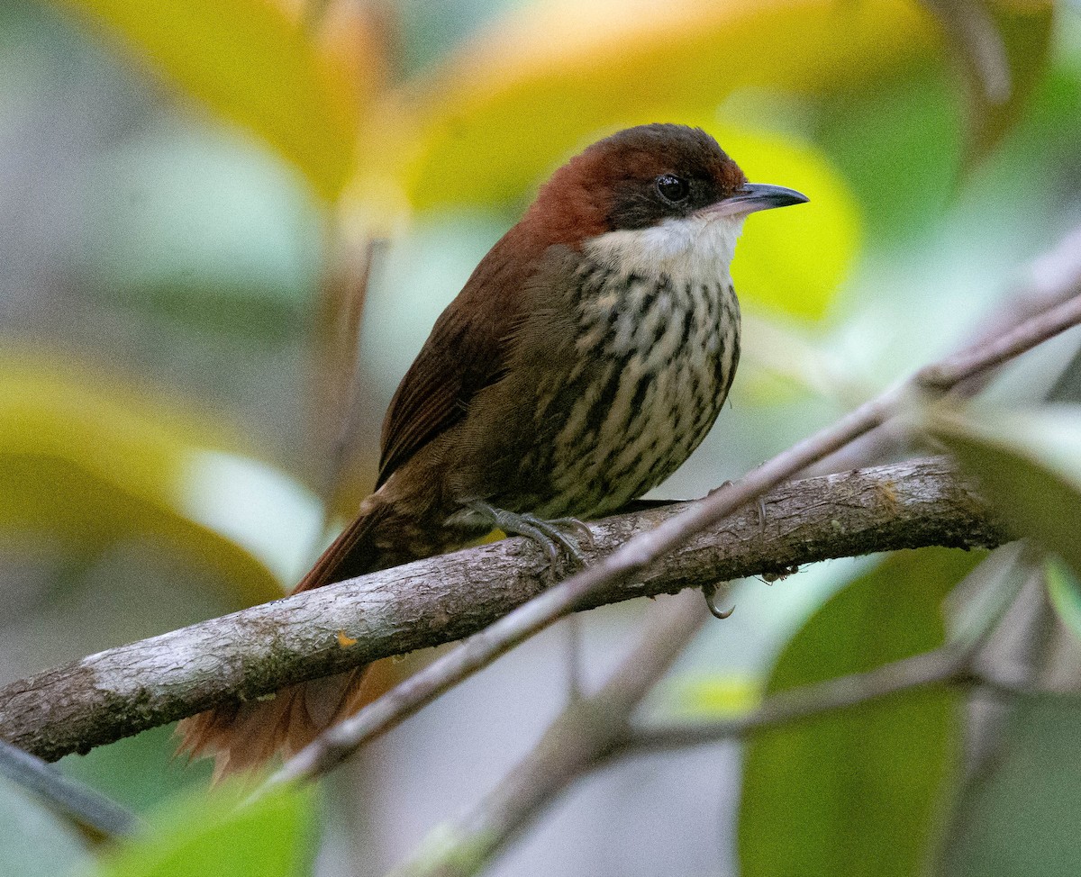 Roraiman Barbtail - ML628471885