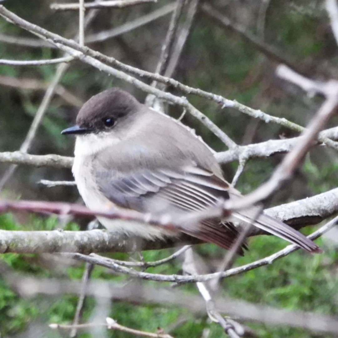 Eastern Phoebe - ML628471888