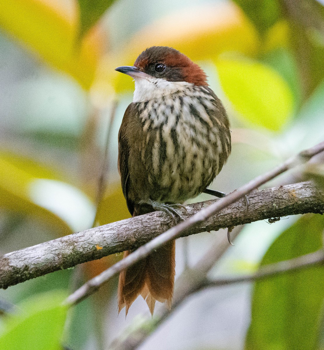 Roraiman Barbtail - ML628471889