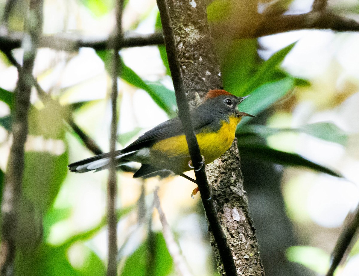 Tepui Redstart - ML628471892