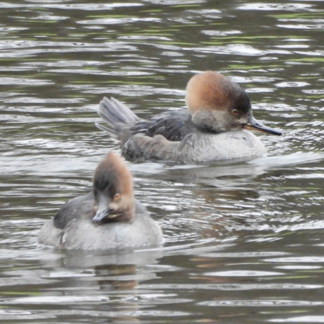Hooded Merganser - ML628471897