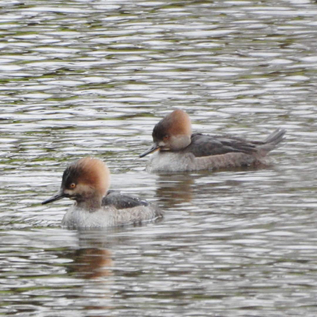 Hooded Merganser - ML628471898