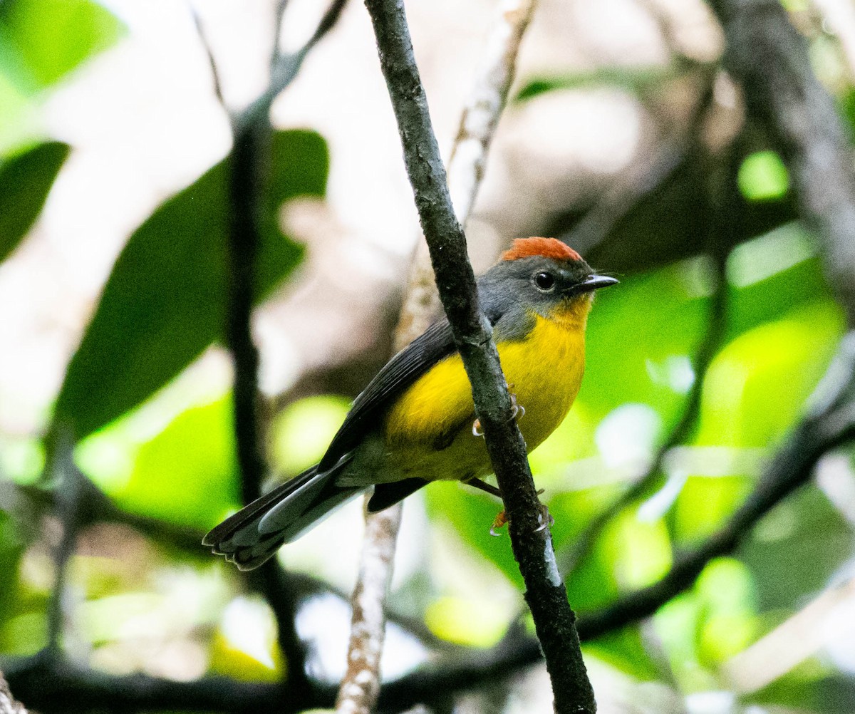 Tepui Redstart - ML628471901