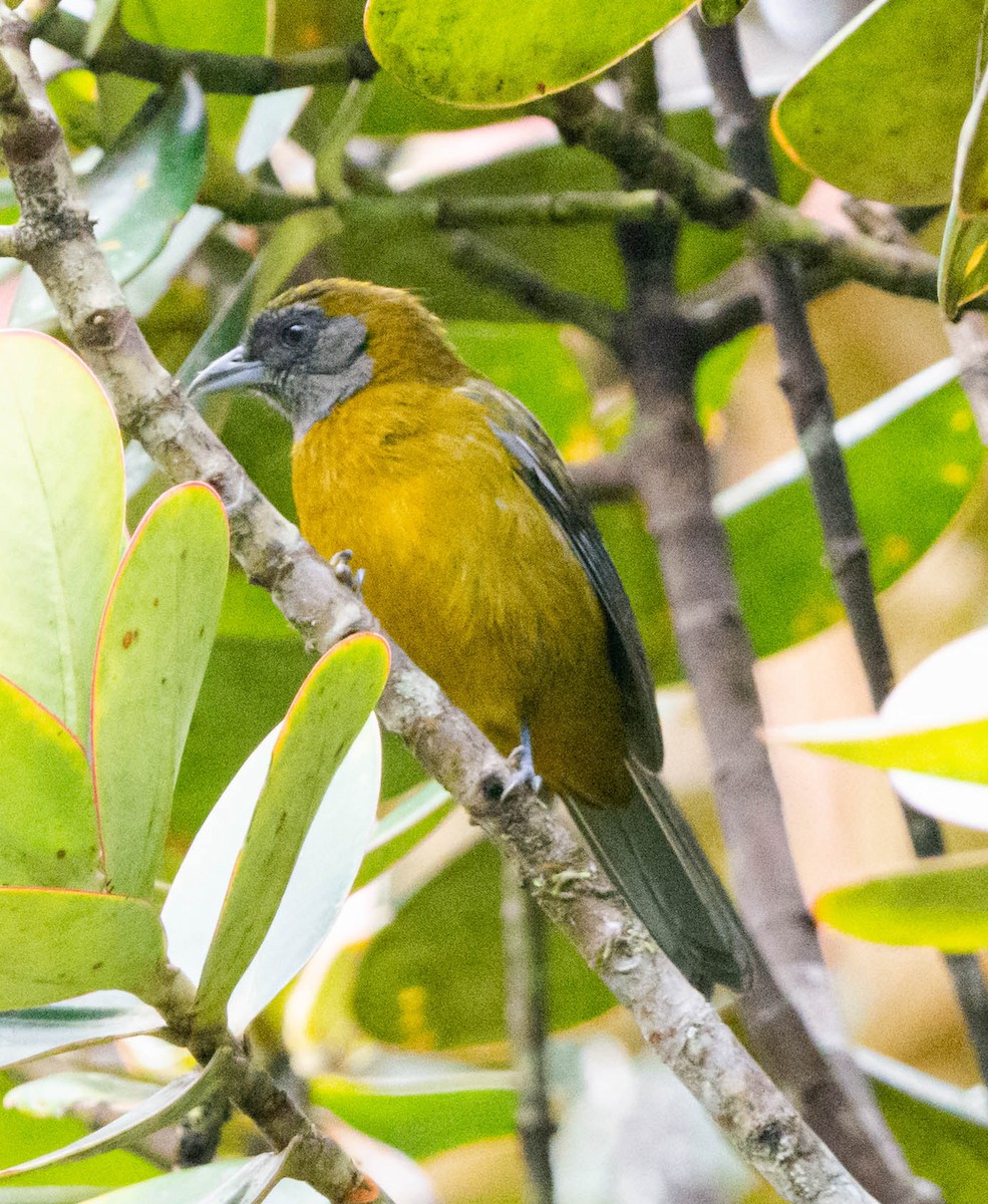Olive-backed Tanager - ML628471922