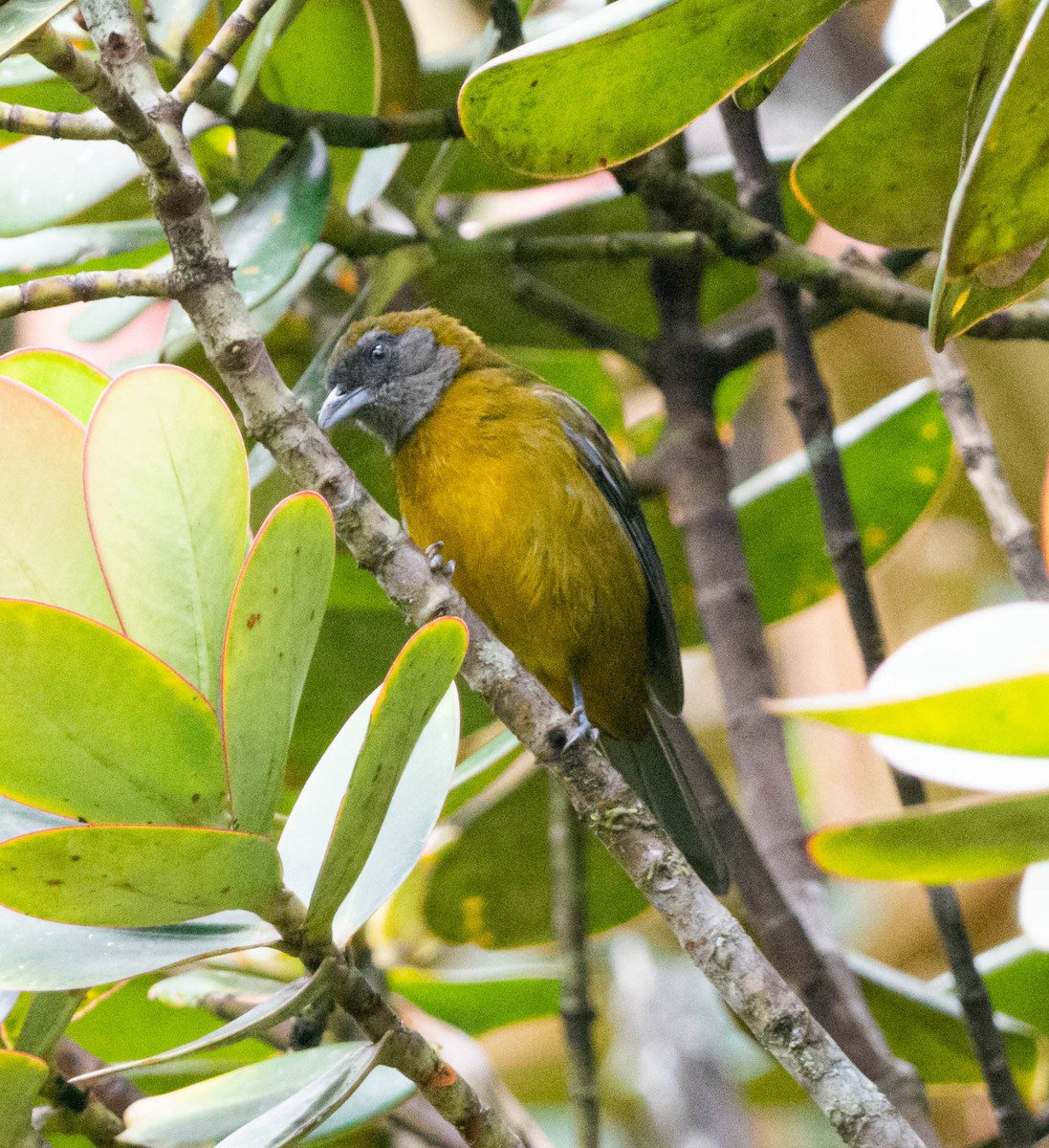 Olive-backed Tanager - ML628471932